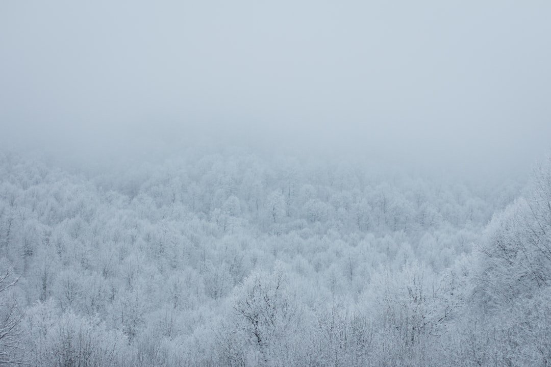 a field of snow