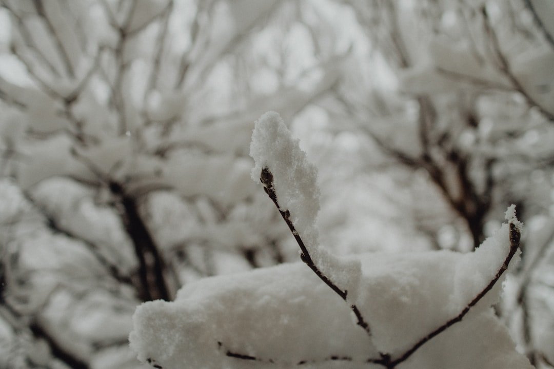 snow covered tree branches during daytime
