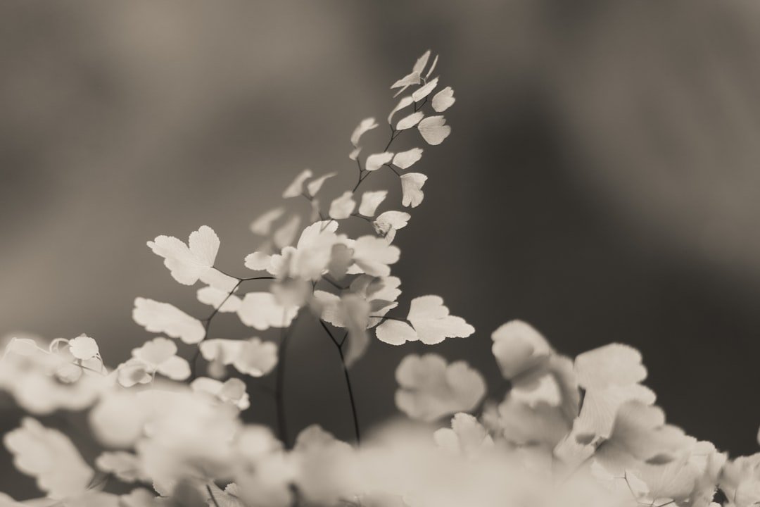 a black and white photo of some flowers