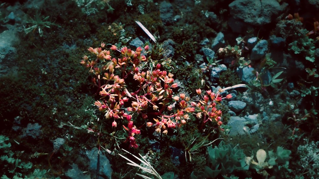 a small bush with red flowers in a rocky area