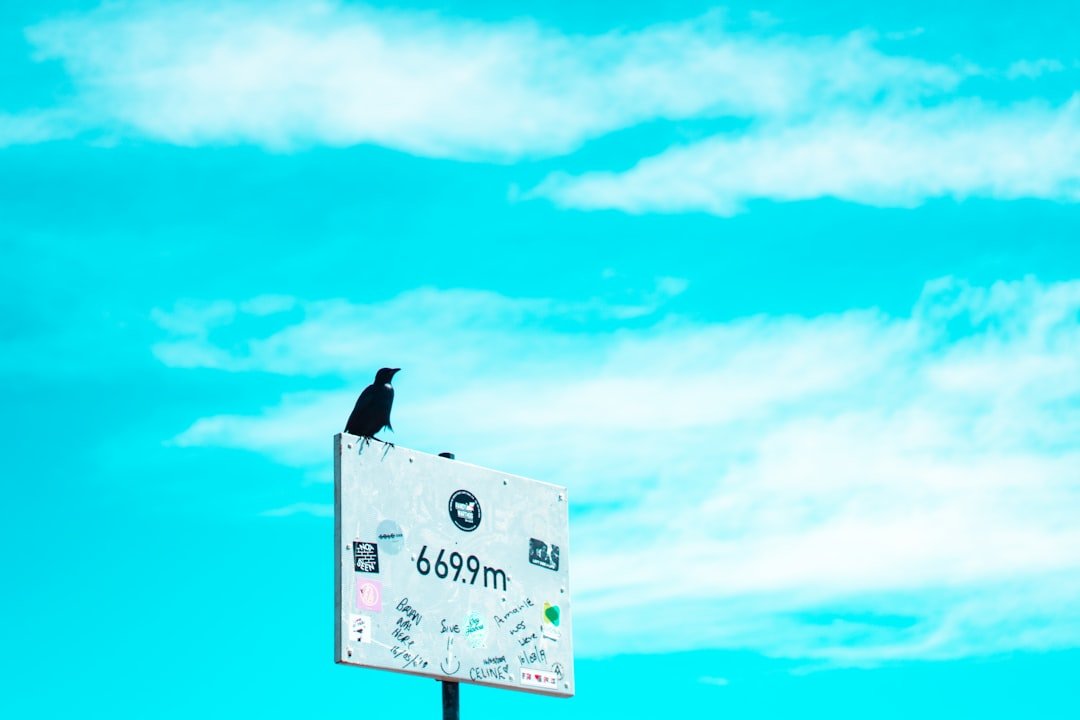 a black bird sitting on top of a sign